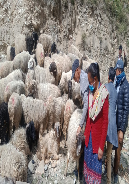 गोठालो भत्ताका लागि २६५ किसानको आवेदन